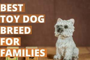 best toy dog for families